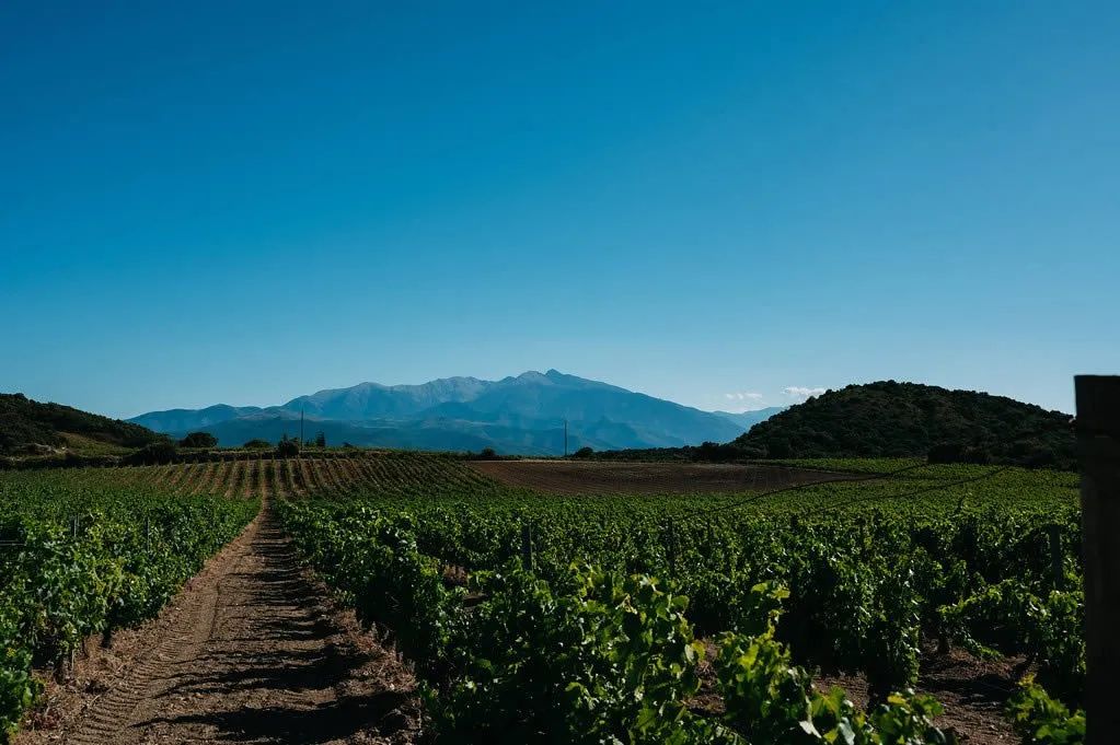 Sudfrance.fr - An unusual and unforgettable night in the heart of the vineyard