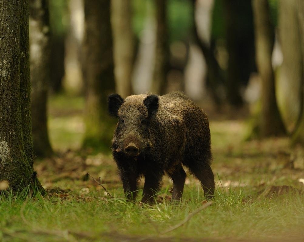 Sudfrance.fr - Chasse au sanglier dans les Hautes Corbières : week-end nature et tradition