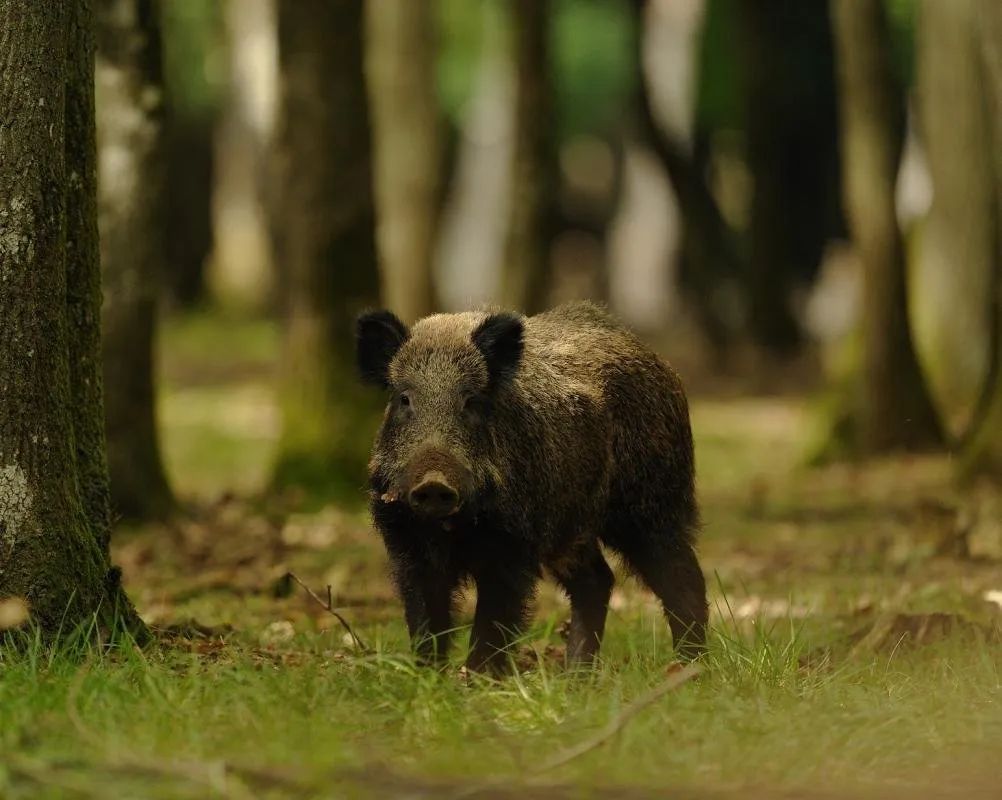 Sudfrance.fr - Wild boar hunting in the Hautes Corbières