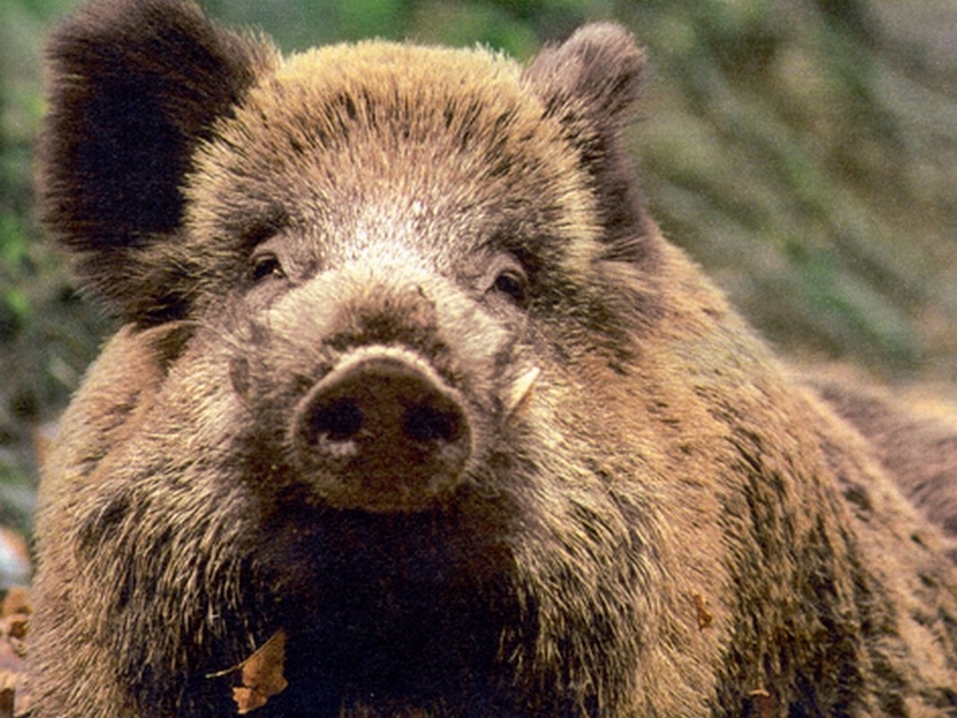Sudfrance.fr - Chasse au sanglier dans les Hautes Corbières : week-end nature et tradition