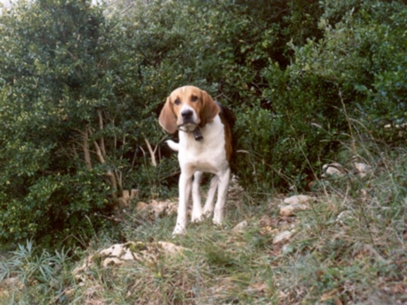 Sudfrance.fr - Chasse au sanglier dans les Hautes Corbières : week-end nature et tradition