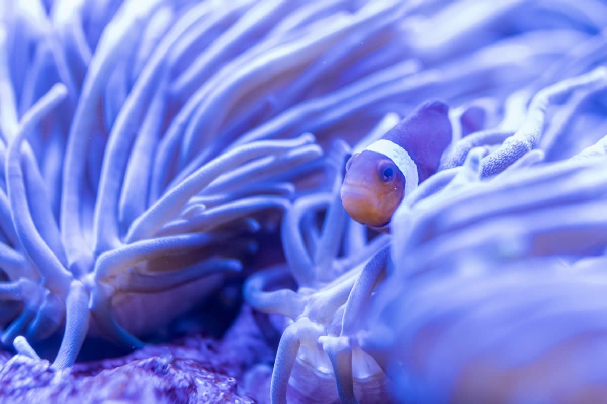 Sudfrance.fr - Aquarium Oniria, découverte ludique de la biodiversité marine