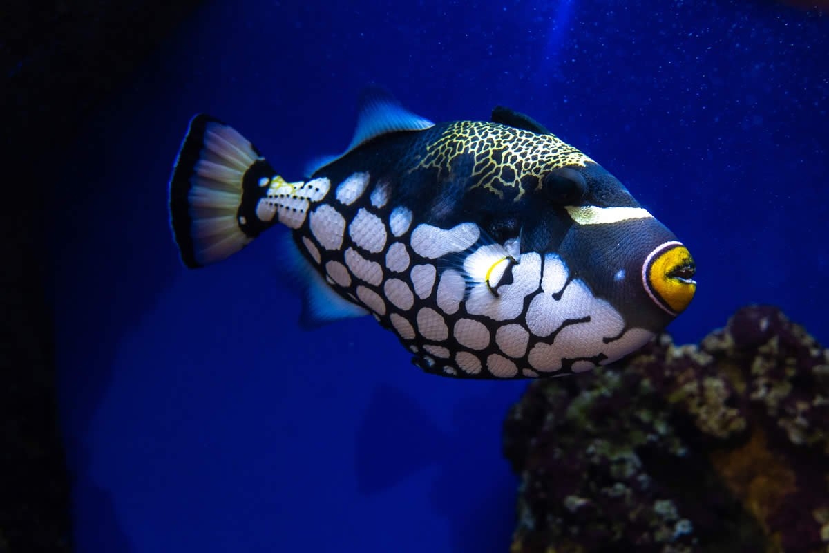 Sudfrance.fr - Aquarium Oniria, découverte ludique de la biodiversité marine