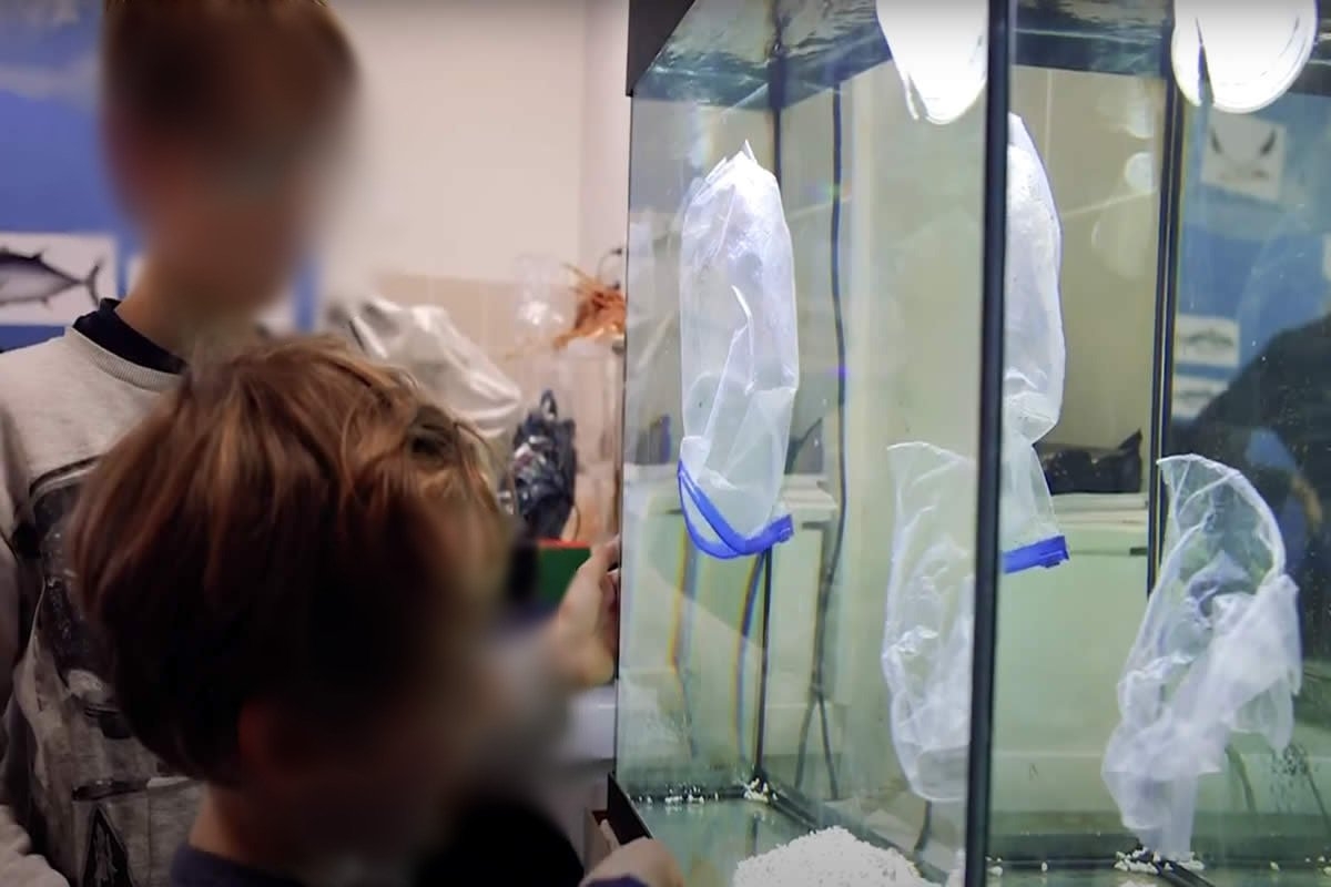 Sudfrance.fr - Aquarium Oniria, découverte ludique de la biodiversité marine