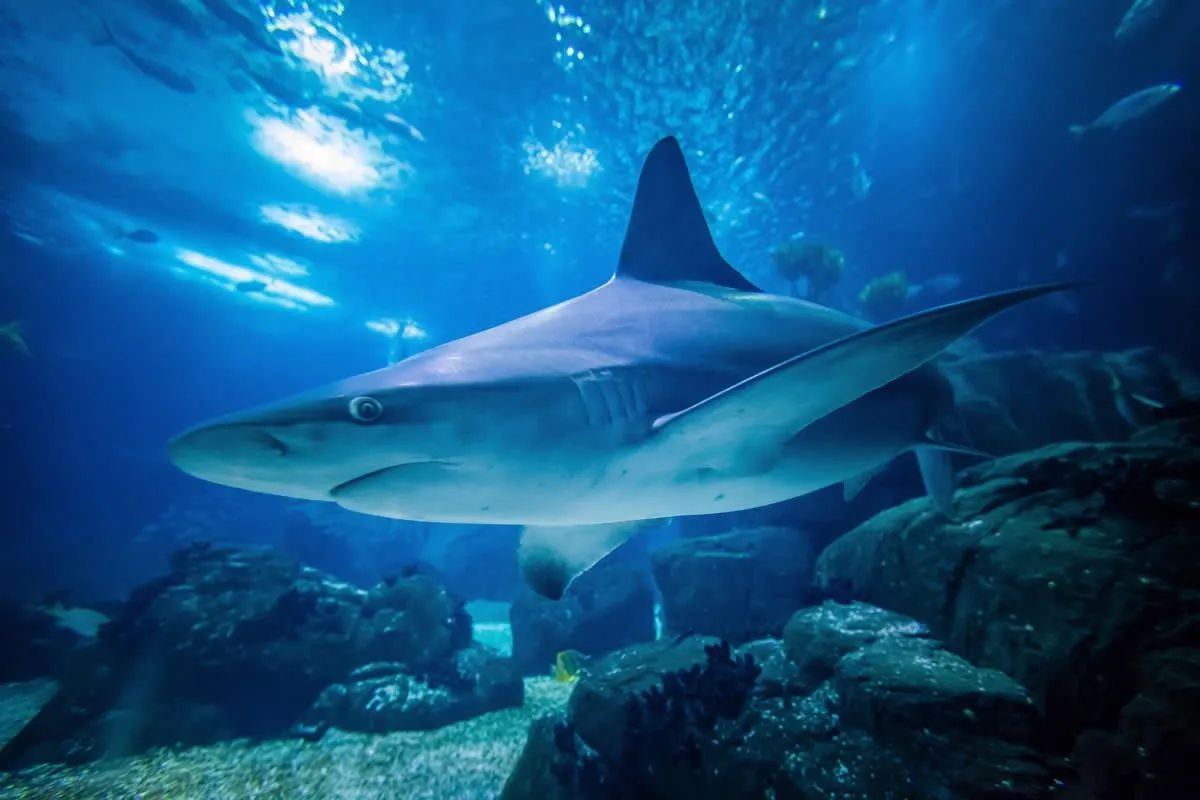 Sudfrance.fr - Aquarium Oniria, découverte ludique de la biodiversité marine