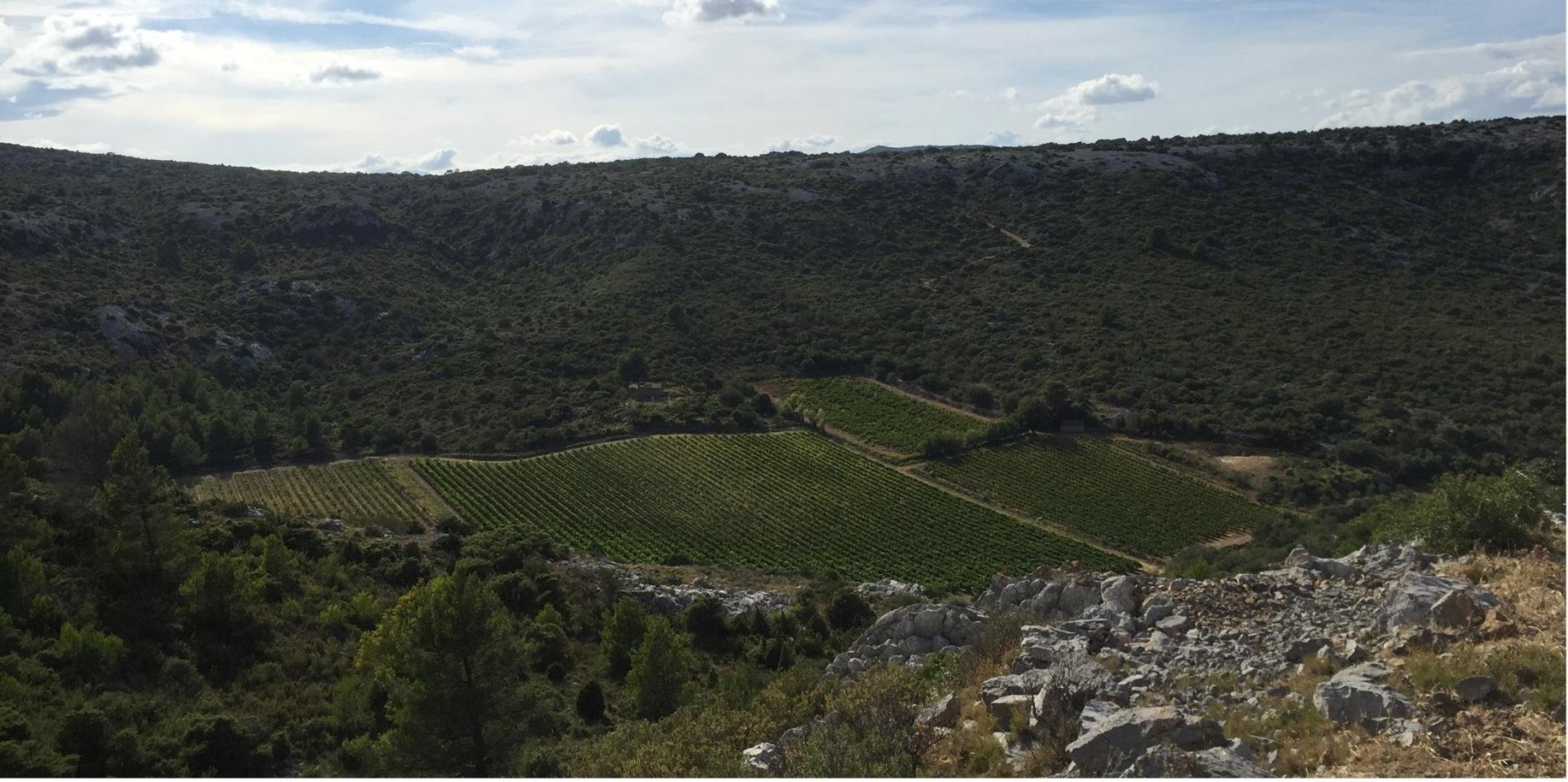 Sudfrance.fr - Le goût du Sud : vin, miel et olive – Expérience sensorielle en terroir méditerranéen
