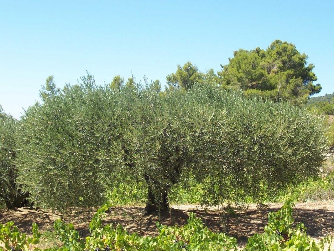 Sudfrance.fr - Le goût du Sud : vin, miel et olive – Expérience sensorielle en terroir méditerranéen