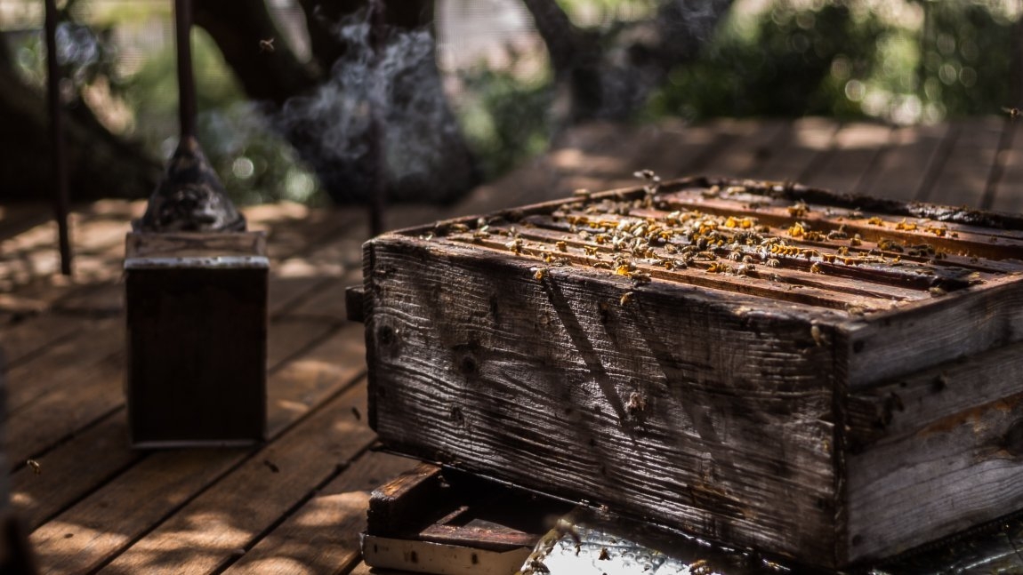Sudfrance.fr - Le goût du Sud : vin, miel et olive – Expérience sensorielle en terroir méditerranéen