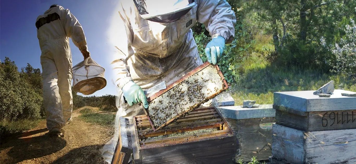 Sudfrance.fr - Escapade terroir et saveurs, vin miel et olive en Minervois