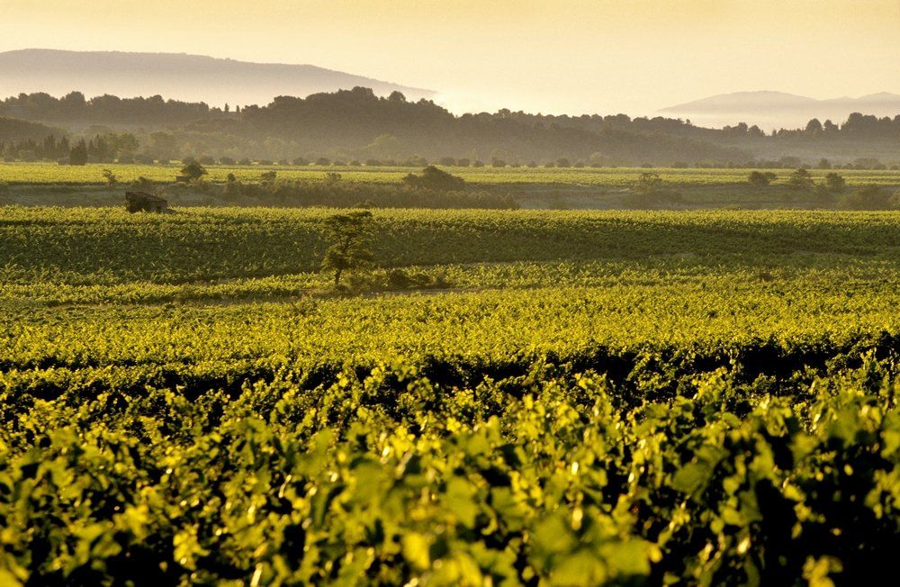 Sudfrance.fr - Escapade terroir et saveurs, vin miel et olive en Minervois