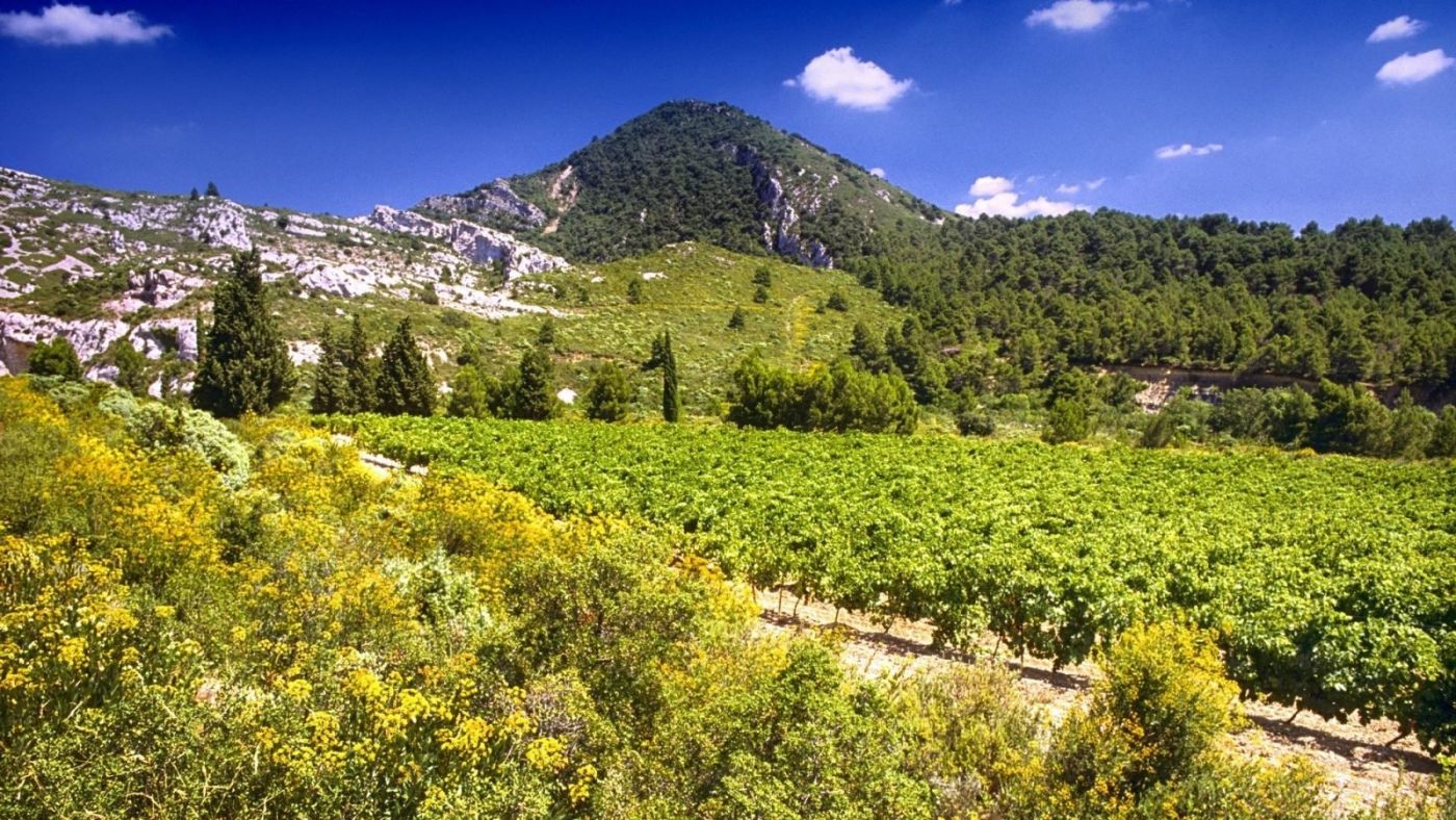 Sudfrance.fr - Escapade terroir et saveurs, vin miel et olive en Minervois