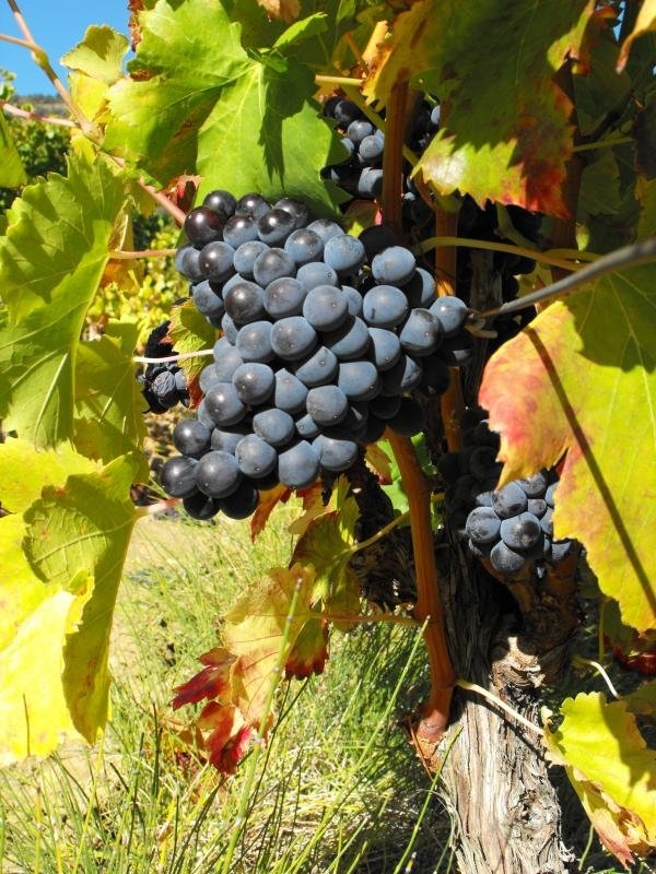 Sudfrance.fr - Du pain et du vin à Cucugnan