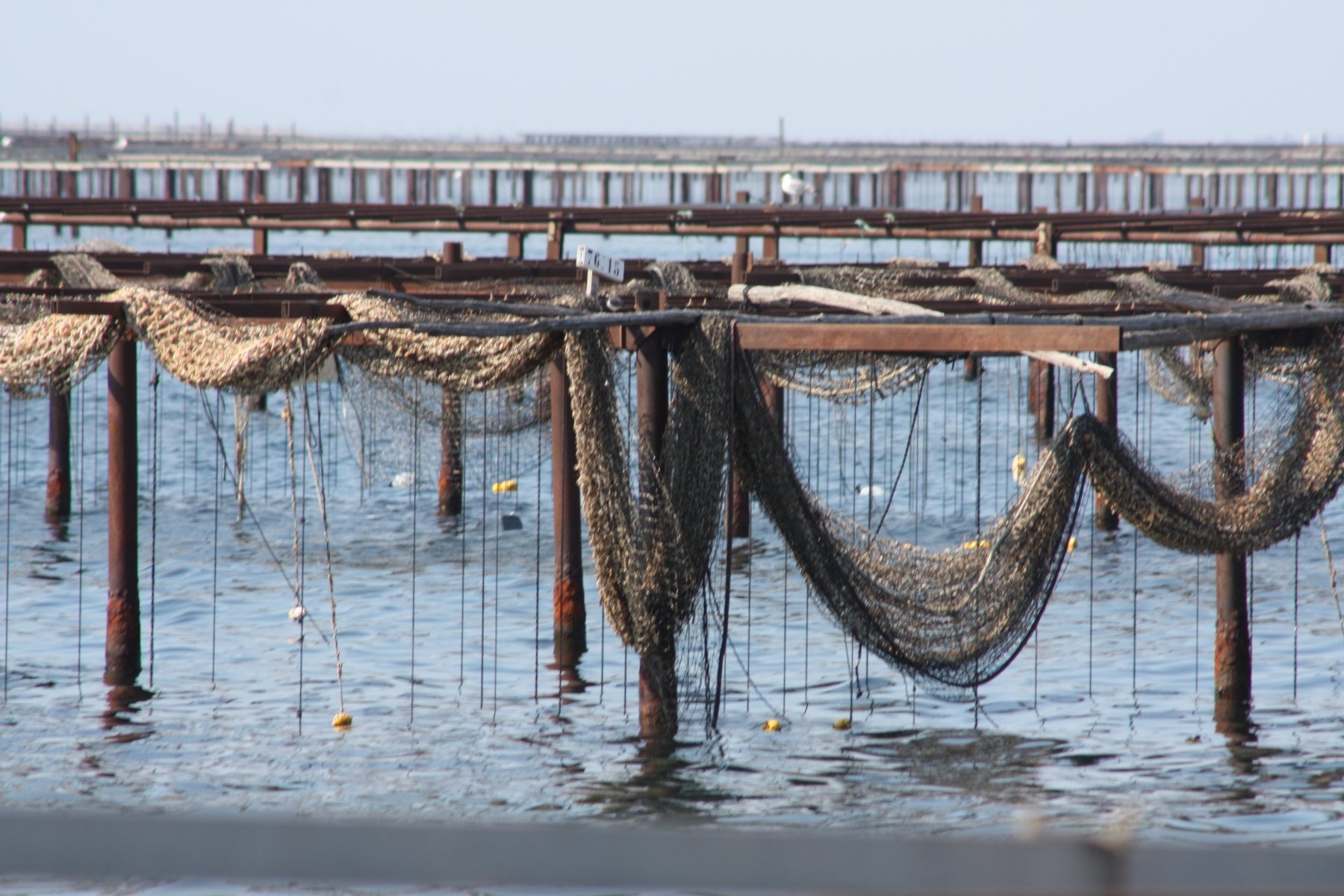 Sudfrance.fr - Journée groupe évasion autour du bassin de Thau