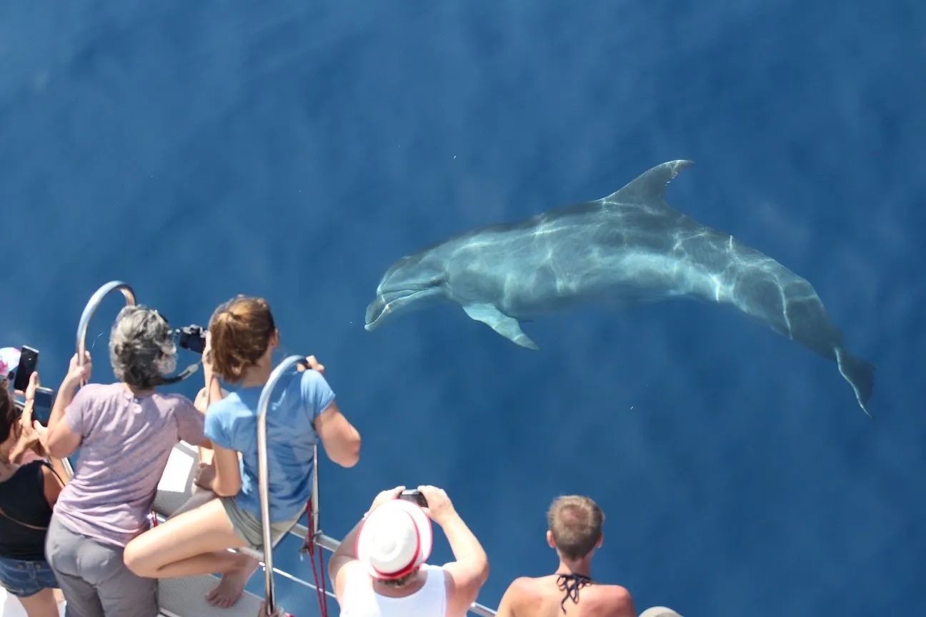 Sudfrance.fr - Observation des baleines et dauphins en Méditerranée