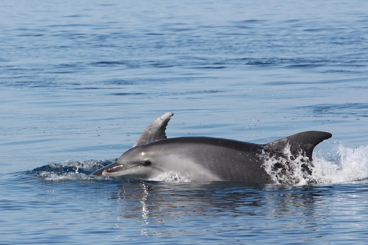 Sudfrance.fr - Découvertes des baleines et dauphins