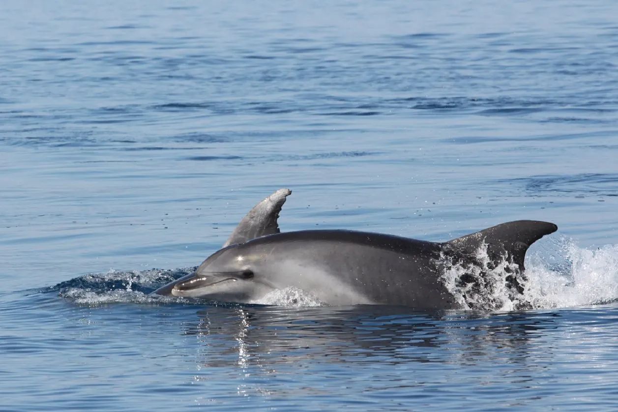 Sudfrance.fr - Observation des baleines et dauphins en Méditerranée