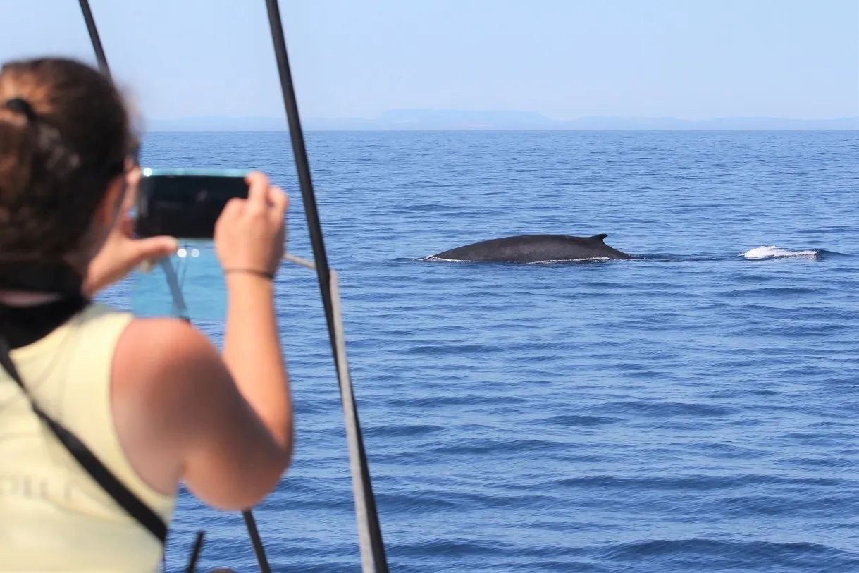 Sudfrance.fr - Observation des baleines et dauphins en Méditerranée