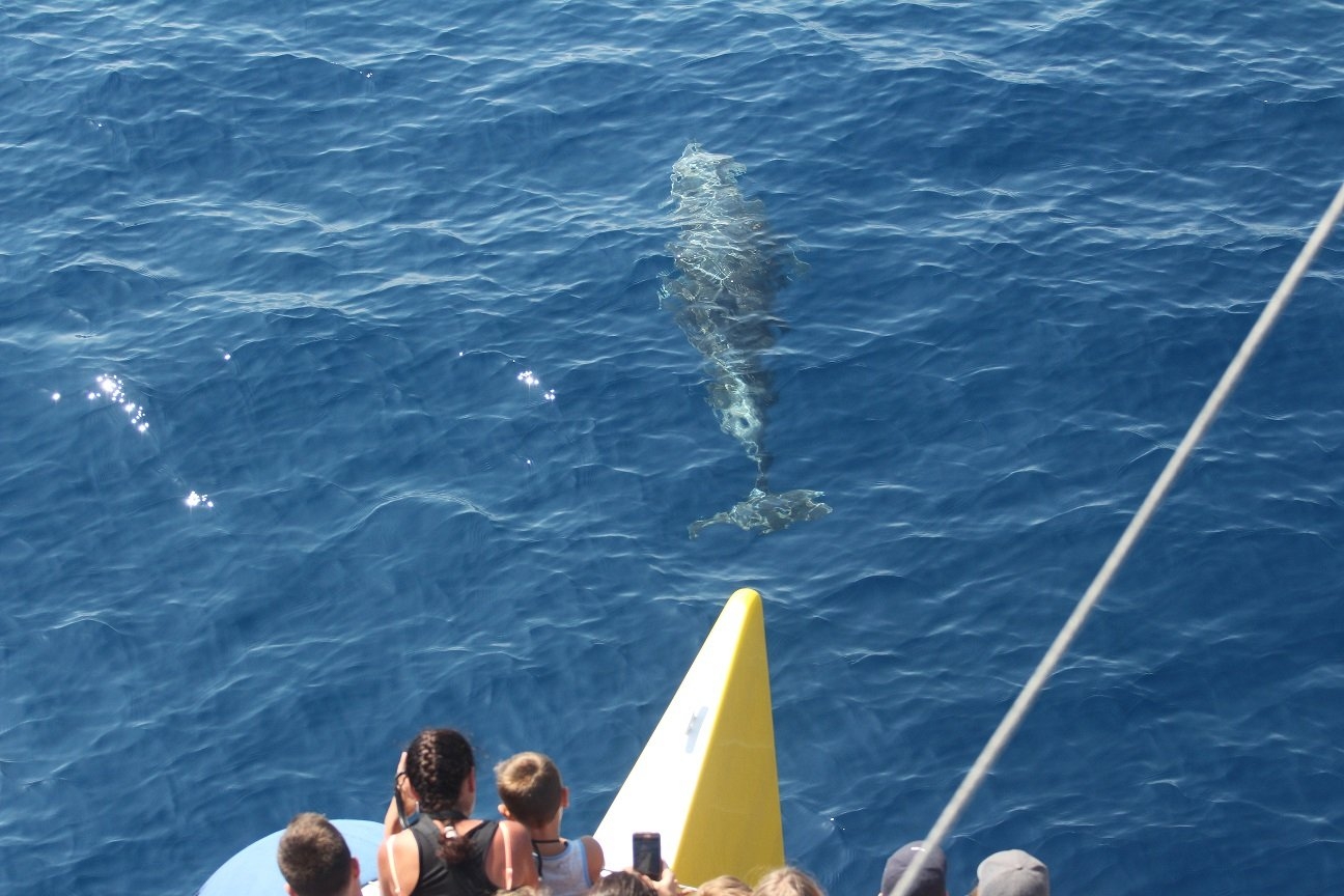 Sudfrance.fr - Navivoile - 3