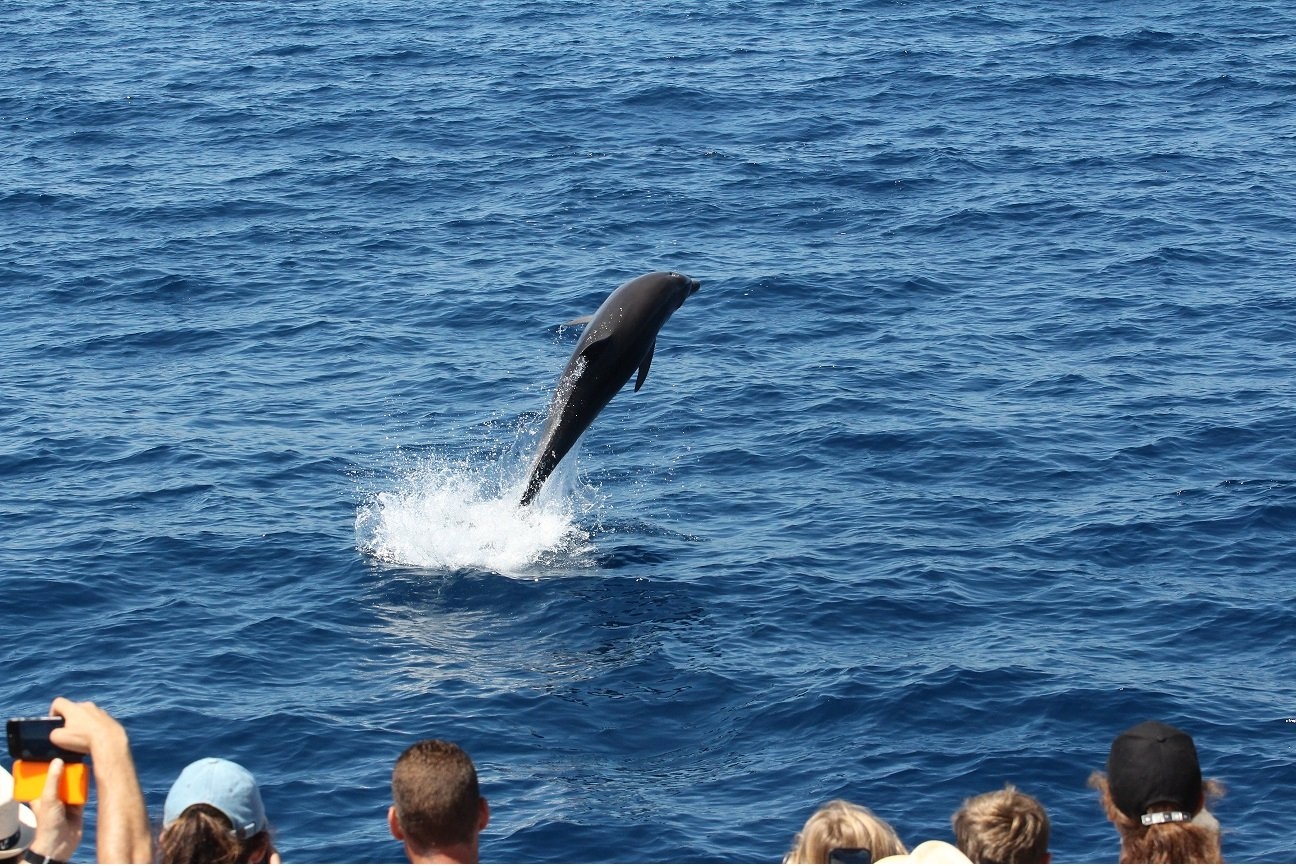 Sudfrance.fr - Découvertes des baleines et dauphins