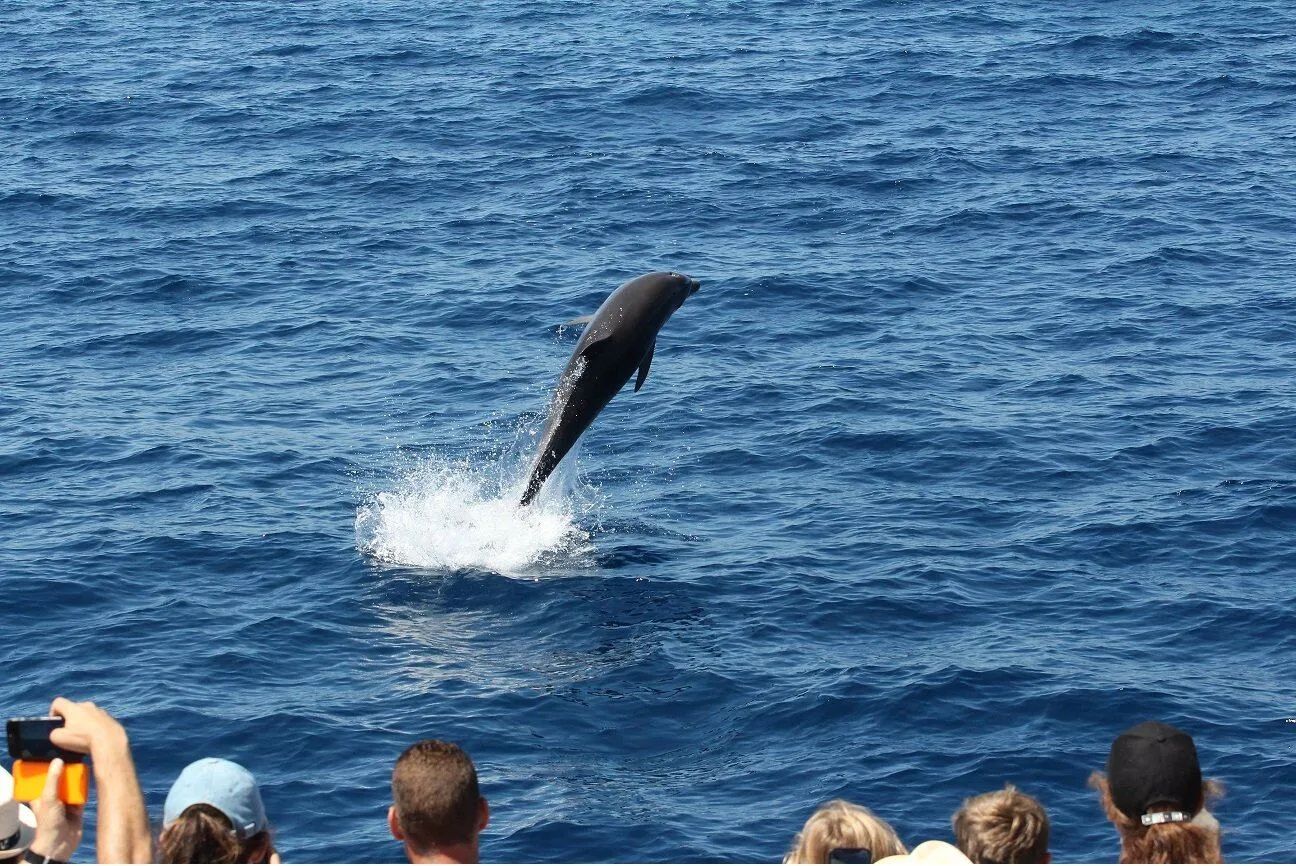 Sudfrance.fr - Observation des baleines et dauphins en Méditerranée