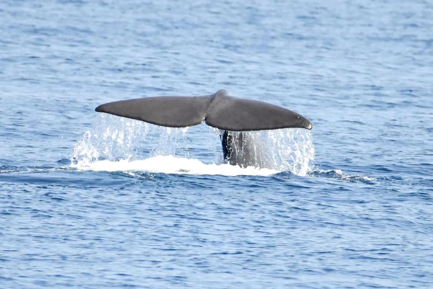 Sudfrance.fr - Observation des baleines et dauphins en Méditerranée