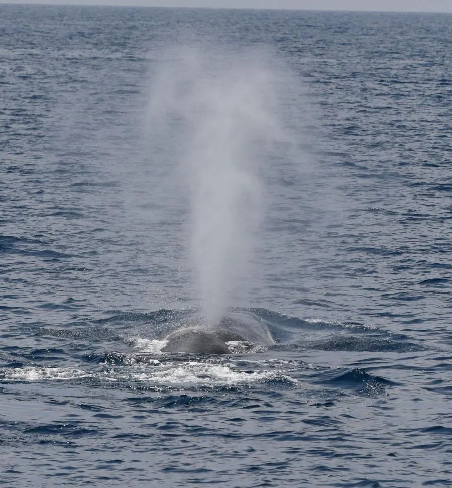 Sudfrance.fr - Observation des baleines et dauphins en Méditerranée