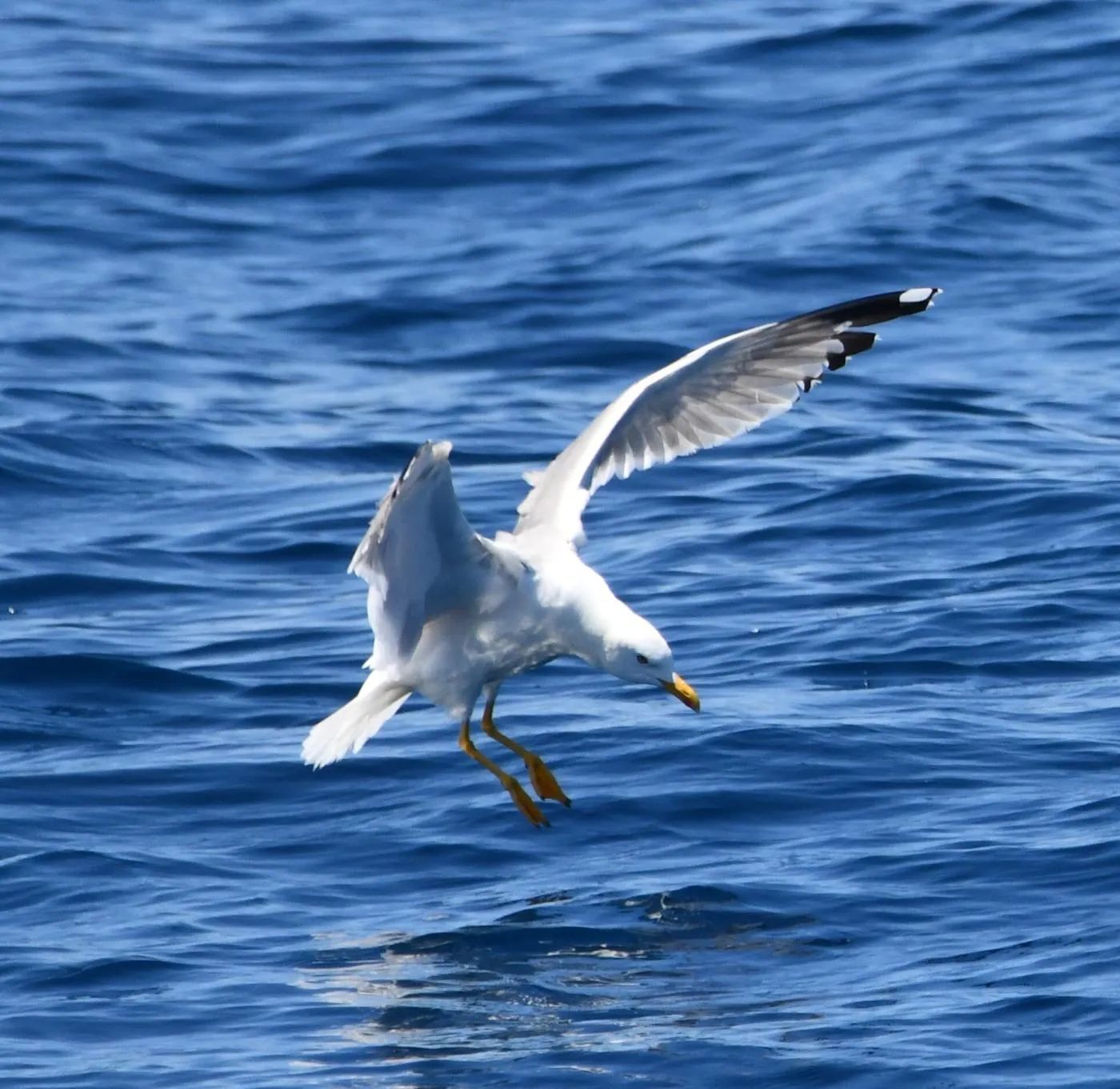 Sudfrance.fr - Observation des baleines et dauphins en Méditerranée