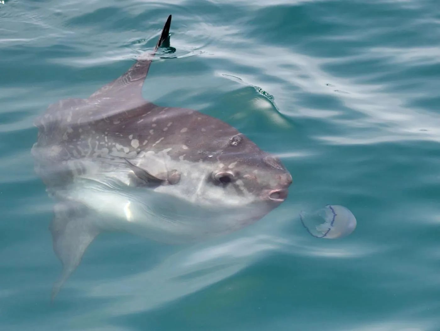 Sudfrance.fr - Observation des baleines et dauphins en Méditerranée