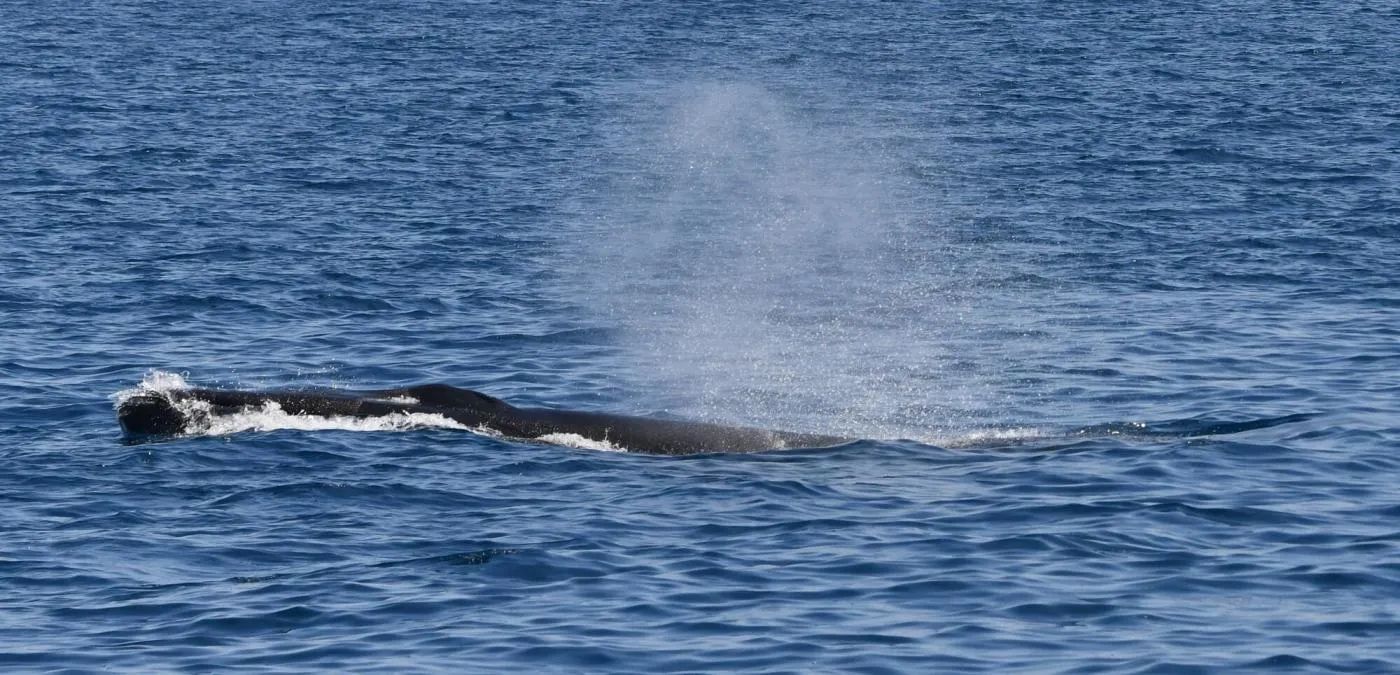 Sudfrance.fr - Observation des baleines et dauphins en Méditerranée