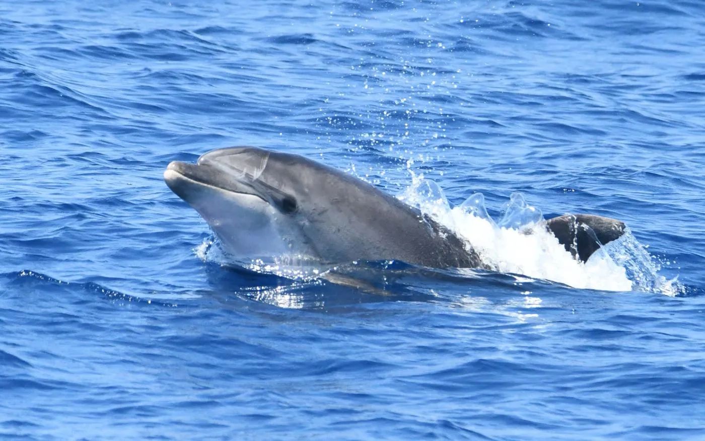 Sudfrance.fr - Observation des baleines et dauphins en Méditerranée
