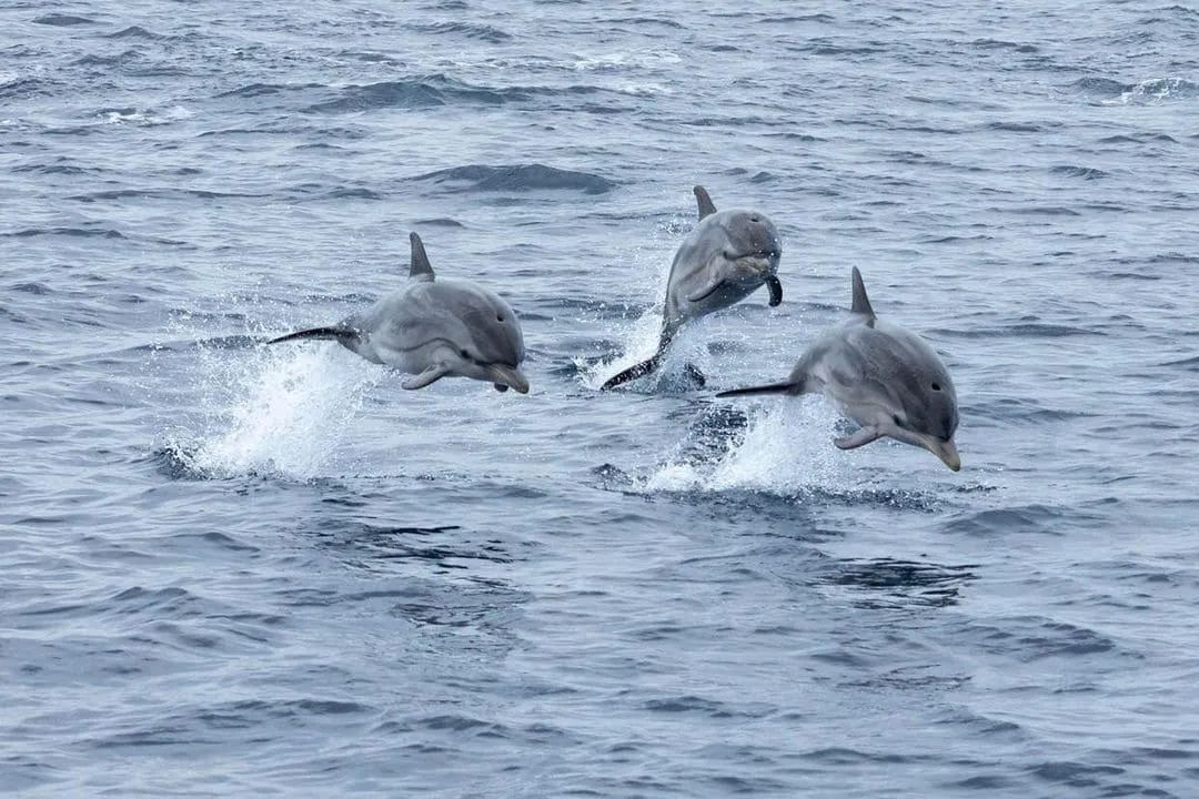 Sudfrance.fr - Observation des baleines et dauphins en Méditerranée
