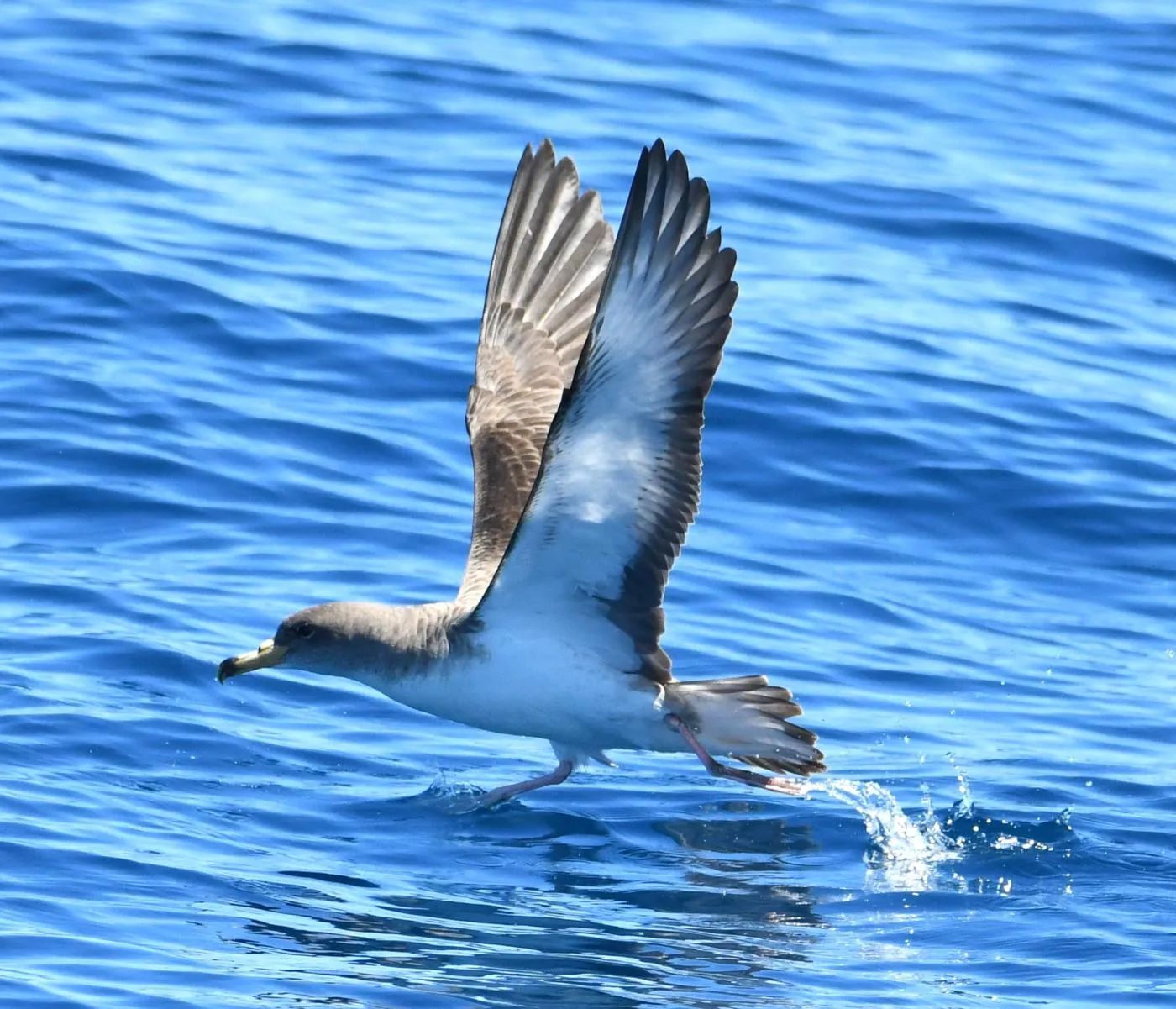 Sudfrance.fr - Observation des baleines et dauphins en Méditerranée