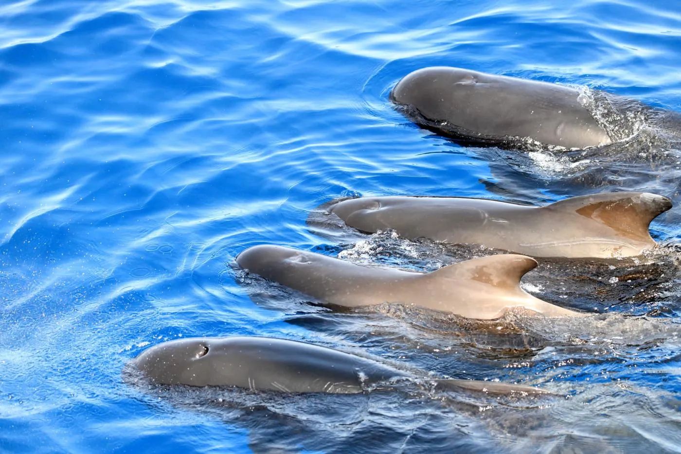 Sudfrance.fr - Observation des baleines et dauphins en Méditerranée