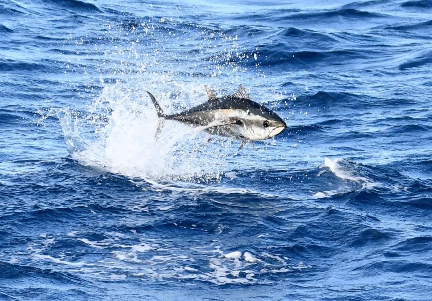 Sudfrance.fr - Observation des baleines et dauphins en Méditerranée