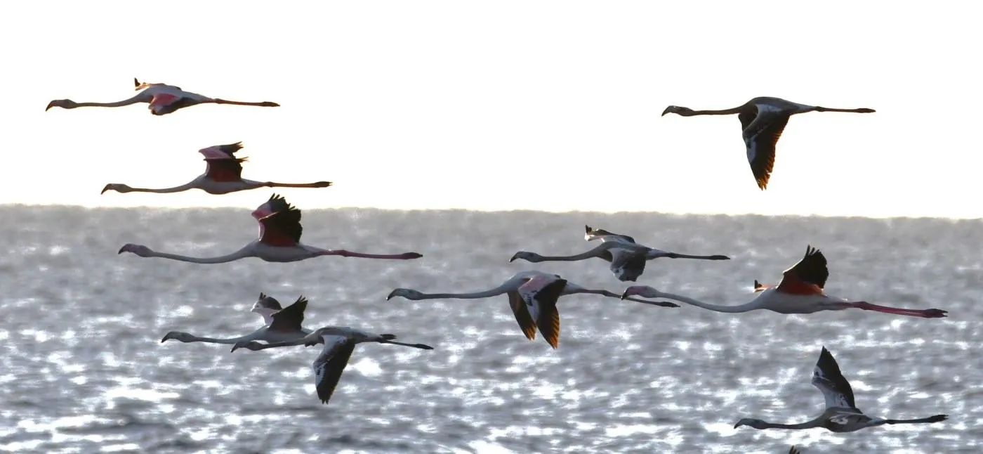Sudfrance.fr - Observation des baleines et dauphins en Méditerranée