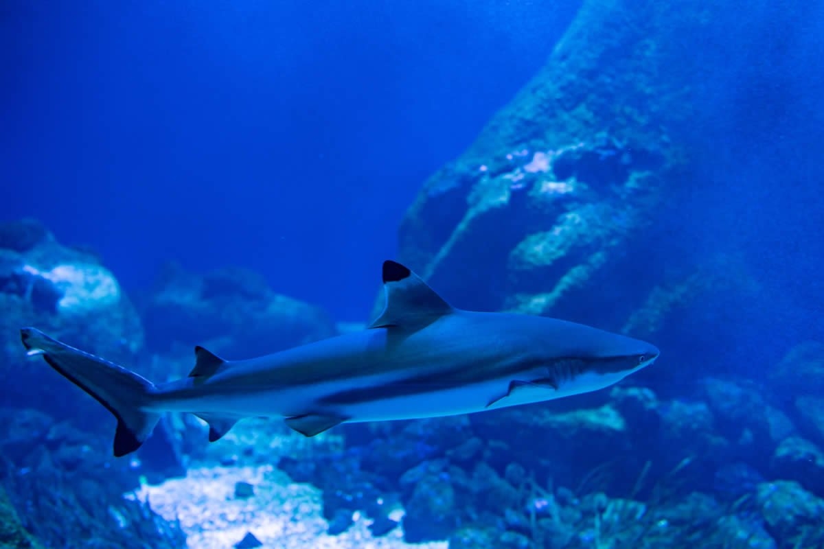 Sudfrance.fr - Visite aquarium Oniria, expérience sensorielle inoubliable