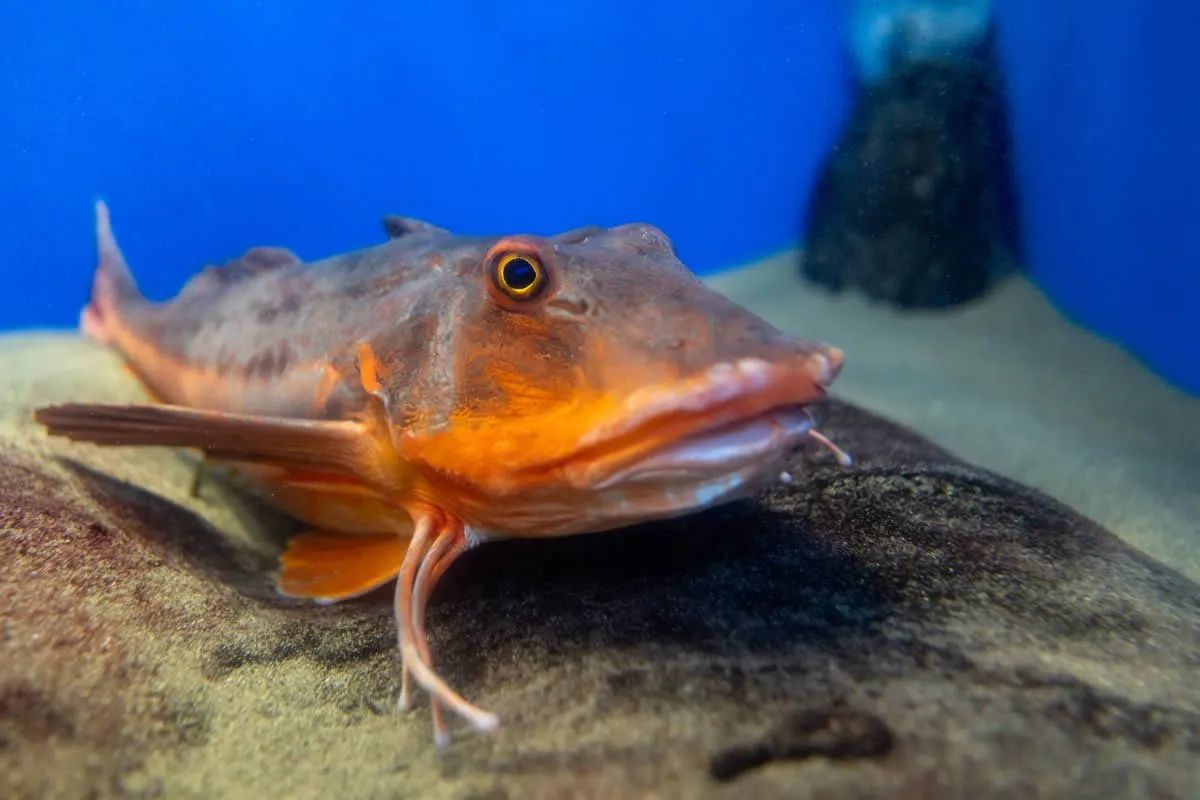 Sudfrance.fr - Visite aquarium Oniria, expérience sensorielle inoubliable