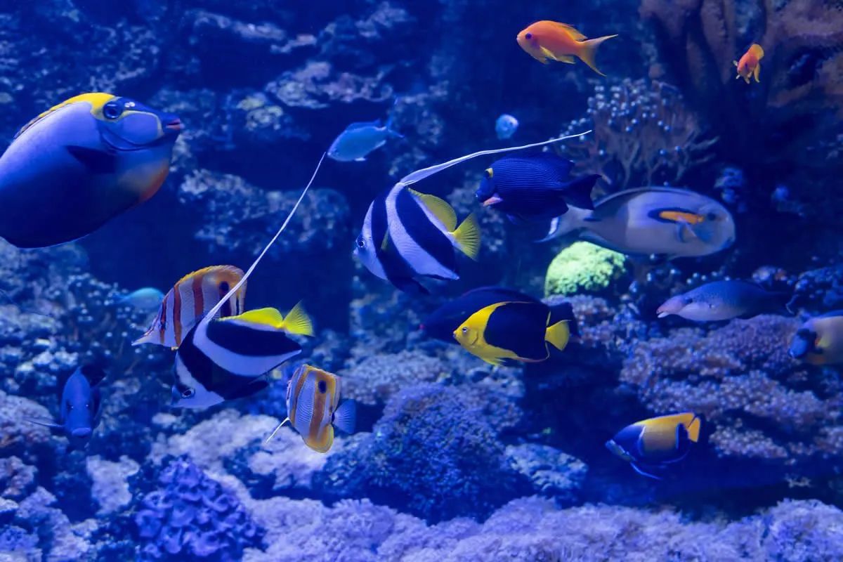 Sudfrance.fr - Visite aquarium Oniria, expérience sensorielle inoubliable