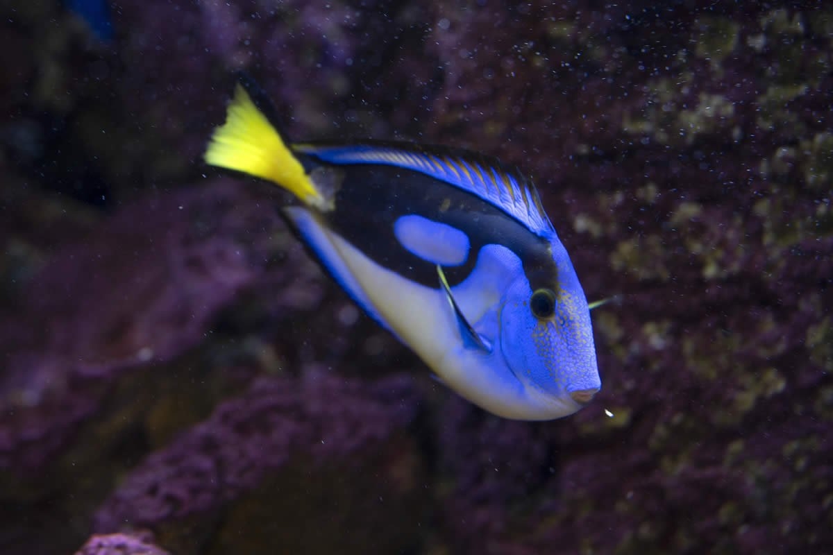Sudfrance.fr - Visite aquarium Oniria, expérience sensorielle inoubliable