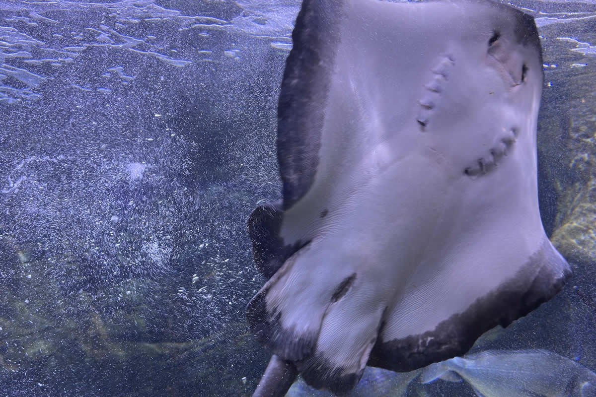 Sudfrance.fr - Visite aquarium Oniria, expérience sensorielle inoubliable