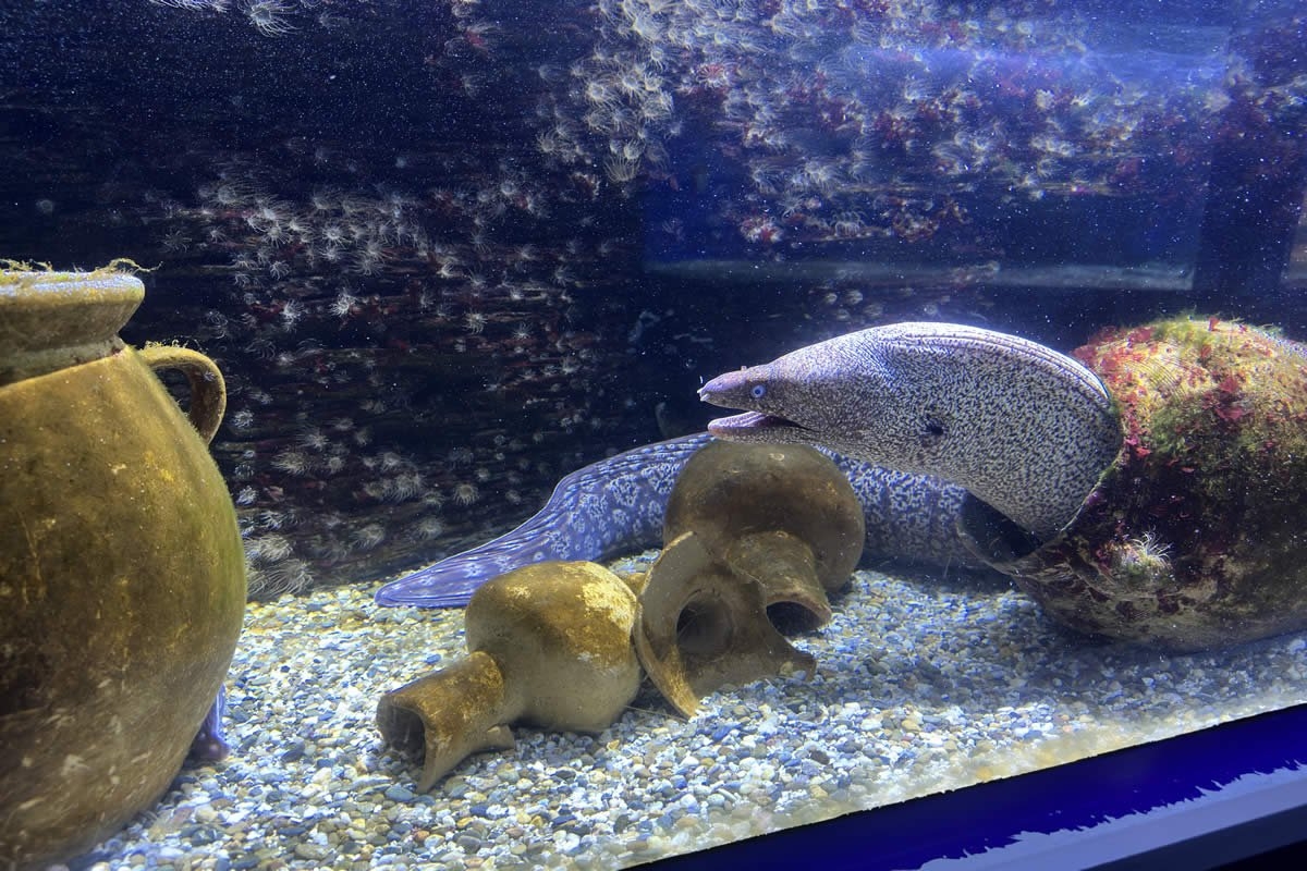 Sudfrance.fr - Visite aquarium Oniria, expérience sensorielle inoubliable