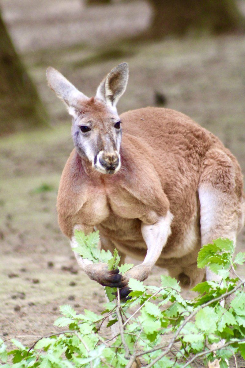 Sudfrance.fr - Visite dépaysante au Parc Australien près de Carcassonne