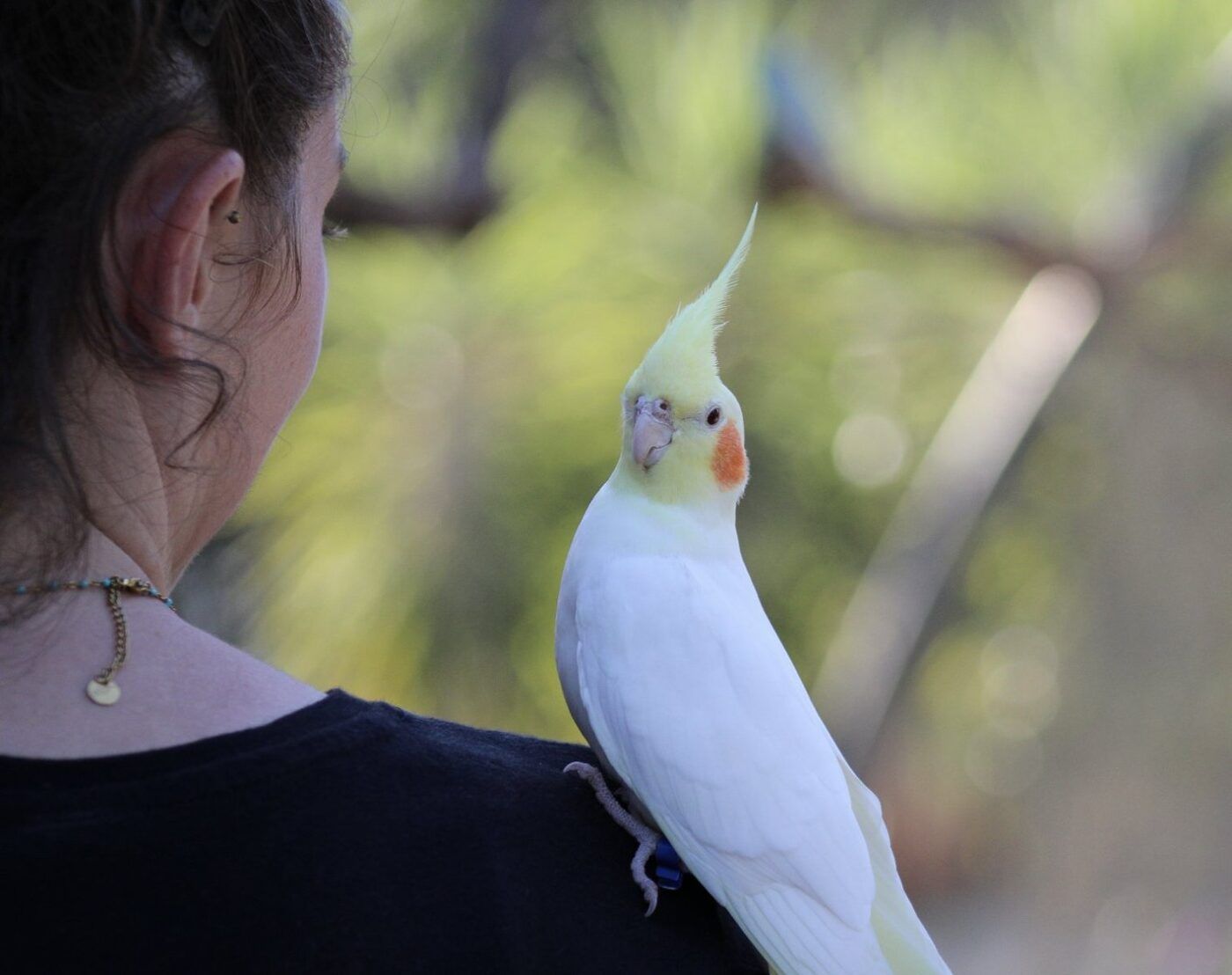 Sudfrance.fr - Visite dépaysante au Parc Australien près de Carcassonne