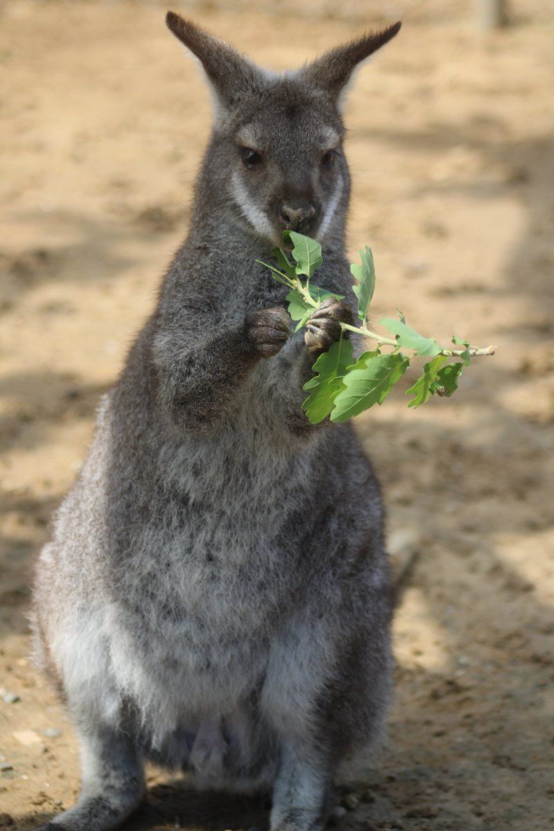 Sudfrance.fr - Visite dépaysante au Parc Australien près de Carcassonne