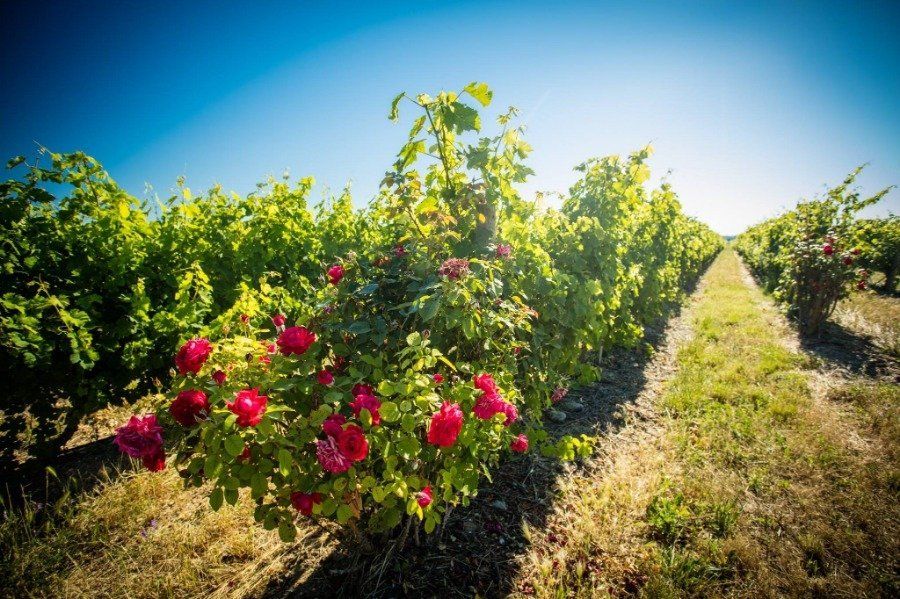 Sudfrance.fr - Atelier d'œnologie et création de votre vin au domaine
