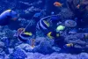Visite de l'aquarium Oniria