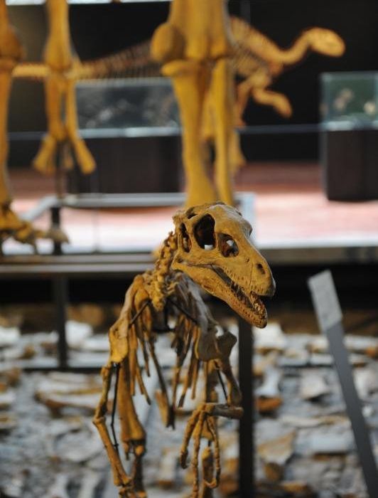 Visite du musée des dinosaures à Espéraza