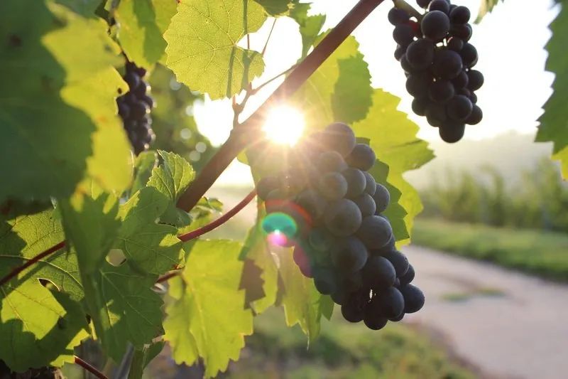 Atelier d'œnologie et création de votre vin au domaine