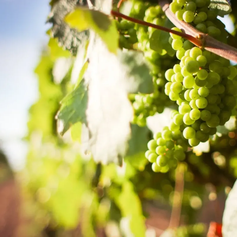 Gastronomie et terroir