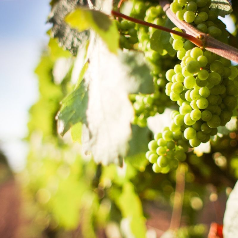 Gastronomie et terroir